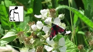 Cinnabar moth Tyria jacobaeae 20130626