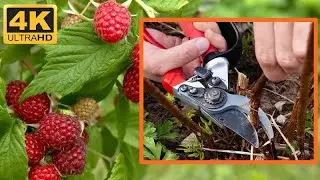 Ремонтантная Малина - Обрезка на зиму, Особенности ухода, Тонкости выращивания, Урожай 2020 СУБТИТРЫ