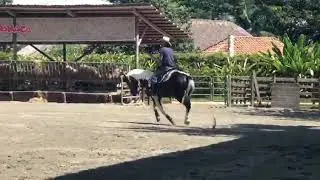 Caballo PINTO AMERICANO en venta