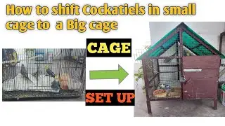 How to shift Cockatiels in small cage to big cage | CAGE setup || Cage For Cockatiels