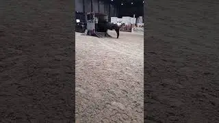 Erfolgreiches Verladetraining mit Luuk Teunissen f&uuml;r jederman. So wird es gemacht.
