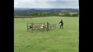 Penning sheep