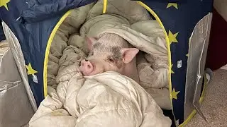 Pet pig Archie steals clothes to make his own bed! Funny Pig | The Koala