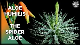 Aloe Humilis - The Spider Aloe | In Flower | #Cactus & #Succulent Collection