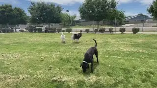 Dog parks reopening in Fresno welcomed by pets and humans alike