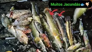 (PESCA SUB) pescaria com fisga, hoje foi s&oacute; os brutos, Jacund&aacute;s e caras grandes 🐟🐠 (se inscreva)🤙🏻🫡