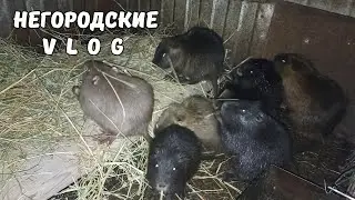 Обещают холода, сбиваю для нутрий щиты. 24. 12. 25