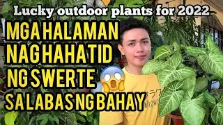 LUCKY OUTDOOR PLANTS FOR 2022 | MGA HALAMAN NA MA SWERTE SA LABAS NG BAHAY NGAYONG 2022!