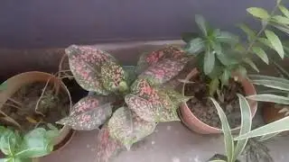 Air purifier Spider Plants