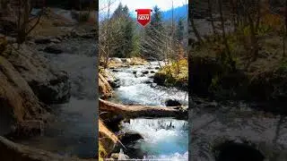 Nature's Embrace: A Journey Through Forest Creek - Harmonious Scenery - Splendid Nature