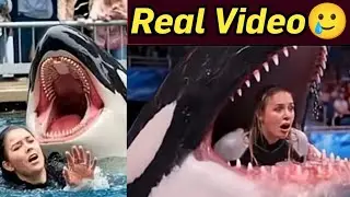Jessica Radcliffe orca attack real video | Real ai video jesseca orca | Jessica Radcliffe Orca 