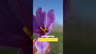 Saffron Scarcity: India's Golden Spice Under Threat
