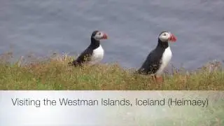 Puffins in Iceland - A Visit to the Westman Islands