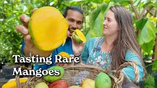 A Gourmet Mango Tasting
