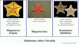 El&auml;inkunta, lahko Valvatida hippasteria animal helianthus spinosa Crossaster Tosia Fuse Andora