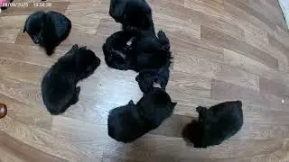 Graceland Schipperke Introducing Bella and  Bo's Second Litter