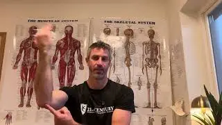 Musculoskeletal system