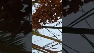 Fresh and tasty  Omani dates...#shorts