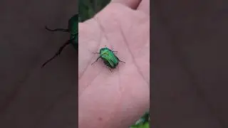 Бронзовка- 