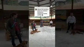 Training Rhodesian Ridgeback dogs