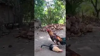 Rooster Training with Dummy Rival 🐓🥊 | Cock Fight Practice