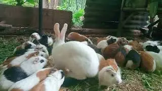 Marmut umbaran aman sekali
