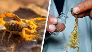 Причина, по которой яд скорпиона &mdash; самая дорогая жидкость в мире