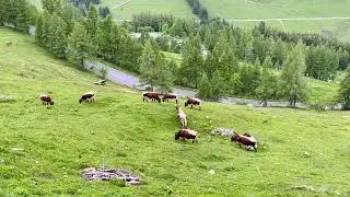 Piffalm Juni 2023