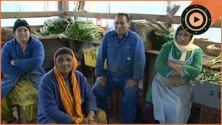 IMMIGRANTS CAUGHT: Raid on Farm Exposes Modern Slavery & Illegal Workers
