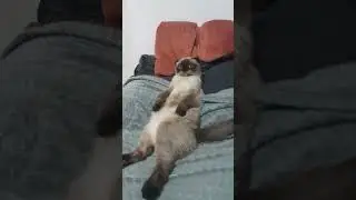 Сглаз🫠 #funny #кожана #юмор #кошка #cute #cat #catlover #pets #cutecat #котприкол