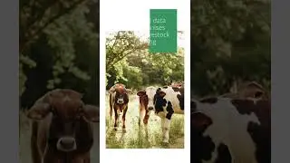 Data-driven pasture management