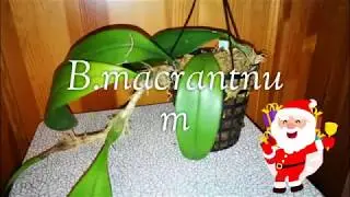 Bulbophyllum macranthum&nbsp;. МЕСЯЦ СПУСТЯ. БЫСТРАЯ АДАПТАЦИЯ.