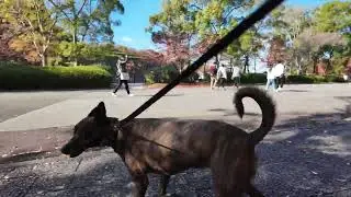 My Dog Explores Osaka Castle Park 🇯🇵 | A Fluffy Adventure in Japan!