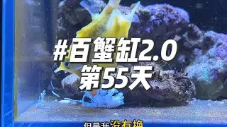 百蟹缸2.0第55天 小牛角白点基本好了、太神奇了#神奇动物在抖音 #养鱼日记 #水族 #鱼缸里的大自然 #鱼缸