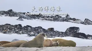 大西洋海象Odobenus rosmarus rosmarus(Atlantic Walrus)