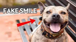 If You Think Dogs Are Smiling, Here&rsquo;s What It Really Means
