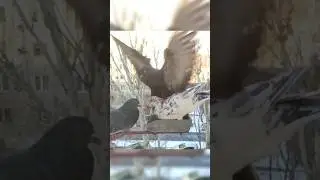 Dark Pigeon Drama: One Troublemaker Ruins the Feast! 🕊️🍚 | Urban Birds Survival | #pigeon #survival