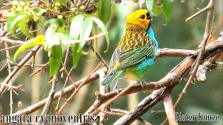 Tangara cyanoventris / Saira- dourada