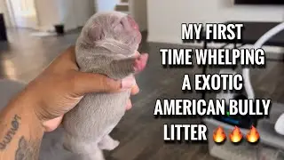 Whelping My First Exotic American Bully Litter EVER!