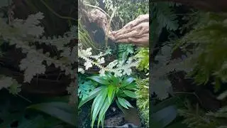 Mini Exo Terra Update #ExoTerra #Terrarium #Aquascaping #MiniTerrarium #TerrariumLover #TeamMarietta
