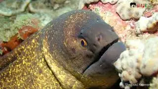 Beautiful Eyes | Yellow Edged Moray Eel