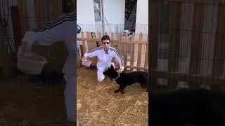 Wolf pup with food aggression part.2 with The Dog Daddy