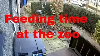 Feeding time at the zoo #birdfeeding #nature #birdtable