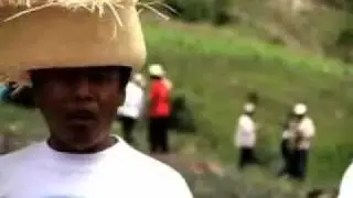 La cebolla morada- Los Paynos
