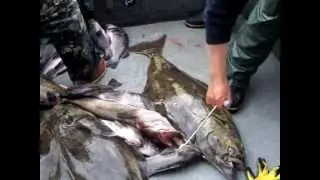 La Push WA fishing lingcod, Black Rockfish, and Halibut 5-19-12