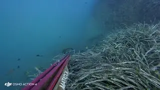 pesca sub Sicilia 2025 - Corvina
