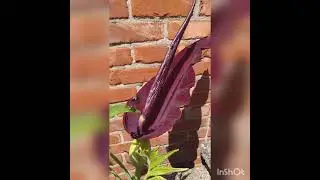 Dracunculus vulgaris and Typhonium venosum