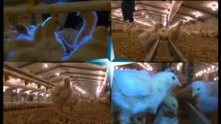 Astral -- Poultry Division Corporate Video