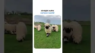 Baa sically a living plush toy 😍The Valais Blacknose sheep hails from the Valais region in Switzerl