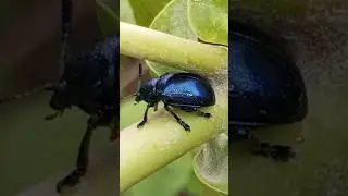 Blue milkweed beetle. #beetle #milkweed #insect #shorts